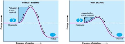 Enzymes lower activation energy