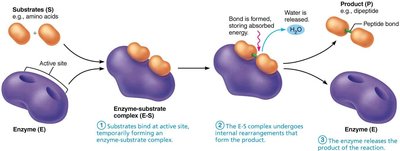 Mechanism of enzyme action