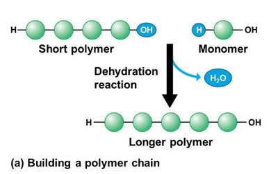 Dehydration synthesis forming a polymer