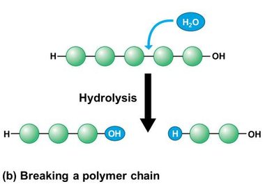 Hydrolysis breaking a polymer