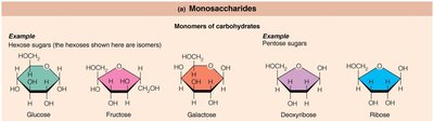 Monosaccharide structures
