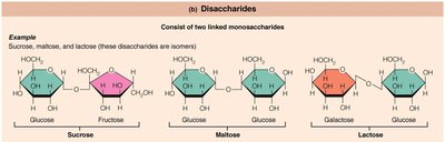 Disaccharide structures