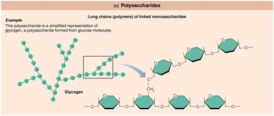 Polysaccharide structure (glycogen)