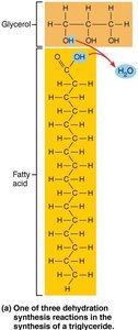 Formation of a triglyceride by dehydration synthesis