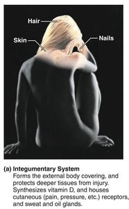 Integumentary system