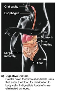 Digestive system