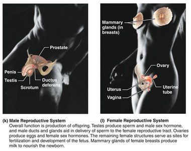 Reproductive system
