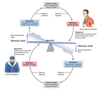 Body temperature regulation by negative feedback
