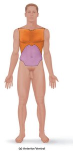 Anatomical position