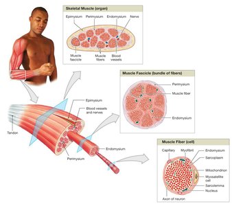 Organization of skeletal muscle from organ to cell