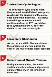 Excitation–contraction coupling steps 4-6