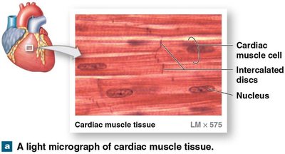 Light micrograph of cardiac muscle tissue