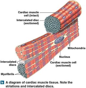 Diagram of cardiac muscle tissue with intercalated discs