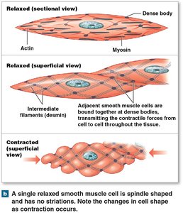 Structure and contraction of smooth muscle tissue