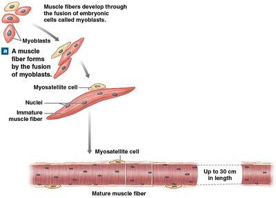 Formation of multinucleate skeletal muscle fiber