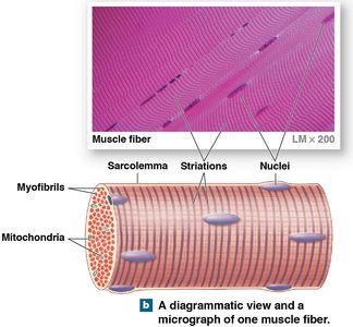 Diagrammatic view and micrograph of a muscle fiber