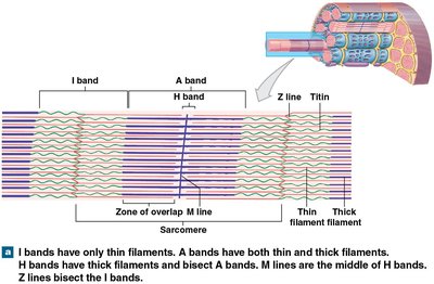 Sarcomere structure and bands