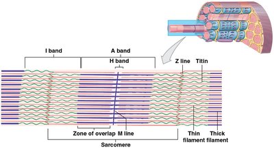 Sarcomere bands and filament arrangement