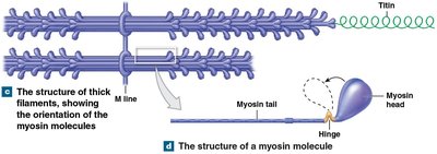 Structure of thick filaments and myosin molecule