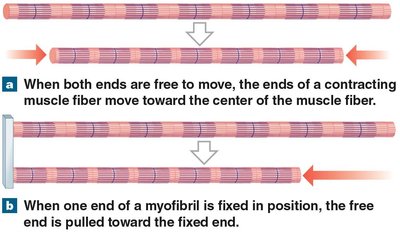 Muscle fiber shortening during contraction