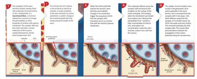 Events at the neuromuscular junction
