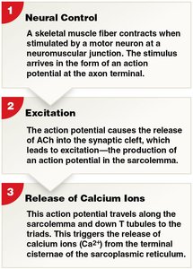 Excitation–contraction coupling steps 1-3