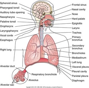Anatomy of the respiratory system, including upper and lower tracts, alveoli, and pleura