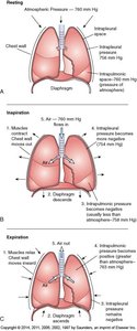 Mechanics of ventilation: inspiration and expiration