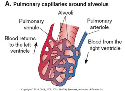 Pulmonary capillaries around alveolus