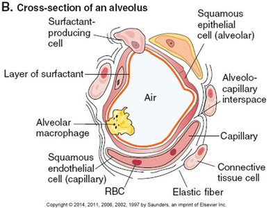 Cross-section of an alveolus