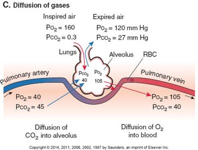 Diffusion of gases in the alveolus