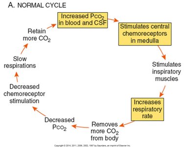 Normal cycle of respiratory control