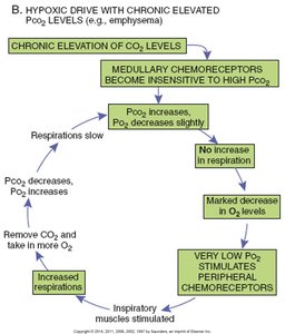 Hypoxic drive with chronic elevated CO2 levels