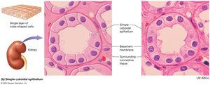 Simple cuboidal epithelium