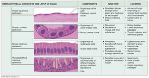 Summary table of simple epithelia
