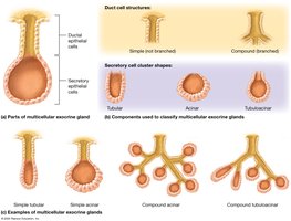 Classification of multicellular exocrine glands