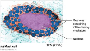 Mast cell in connective tissue