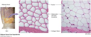 Adipose tissue
