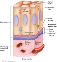 Structure of epithelial tissue showing basement membrane