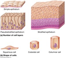 Classification of epithelial cells by layers and shape