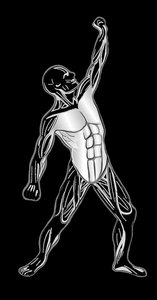 Anterior view of trunk muscles