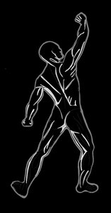 Posterior view of trunk muscles