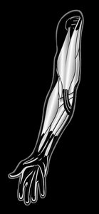 Anterior view of arm and forearm muscles