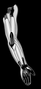 Posterior view of arm and forearm muscles