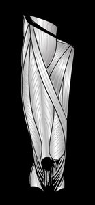 Anterior view of thigh muscles