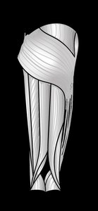 Posterior view of butt and thigh muscles