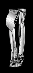 Lateral view of thigh muscles