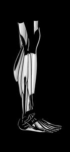 Lateral view of lower leg muscles
