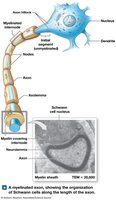 Schwann Cells and Myelinated Axon