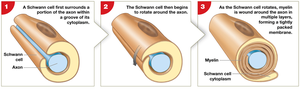 Stages in Schwann cell myelination